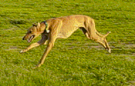 greyhound stretch running - greyhound stretch running
