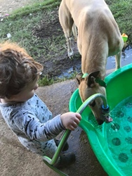 m Kohen making sure his greyhound has a drink - m_Kohen making sure his greyhound has a drink
