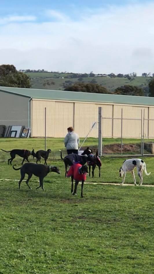 Retired greyhounds enjoying time off the lead at Port Elliot Dog Park - Retired greyhounds enjoying time off the lead at Port Elliot Dog Park