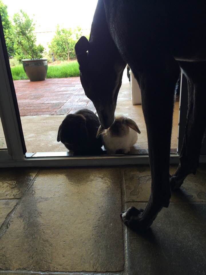 Indy saying good morning to her bunny friends Suzi Waltho - Indy saying good morning to her bunny friends - Suzi Waltho