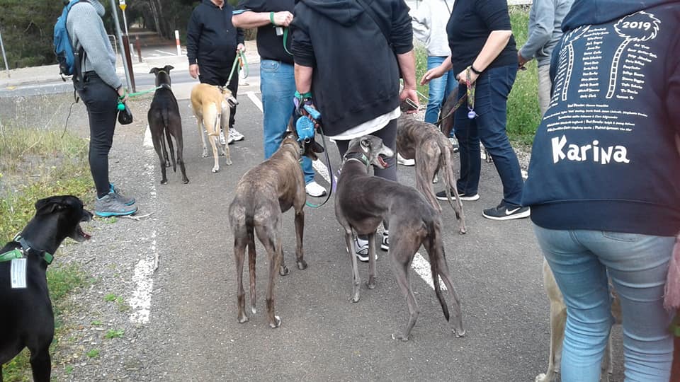 Anyone for a greyhound walk Jean Maltby - Anyone for a greyhound walk - Jean Maltby