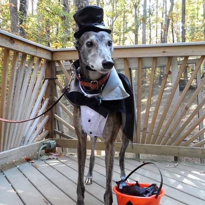 Count Dundee is ready for Trick or Treat Debra Hefner VanEerd - Count Dundee is ready for Trick or Treat - Debra Hefner VanEerd