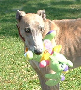 May/June Greyhounds – USA