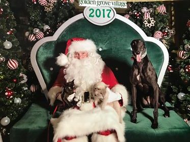 November/December 2018 Greyhounds